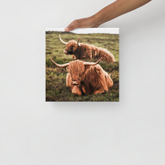 Highland Cows on Canvas