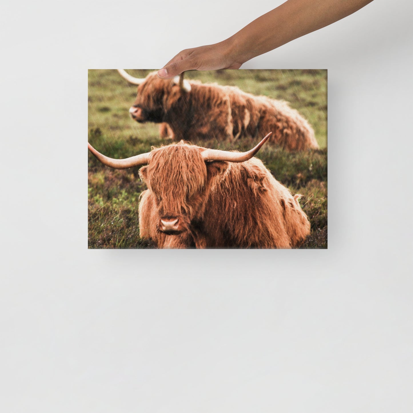 Highland Cows on Canvas