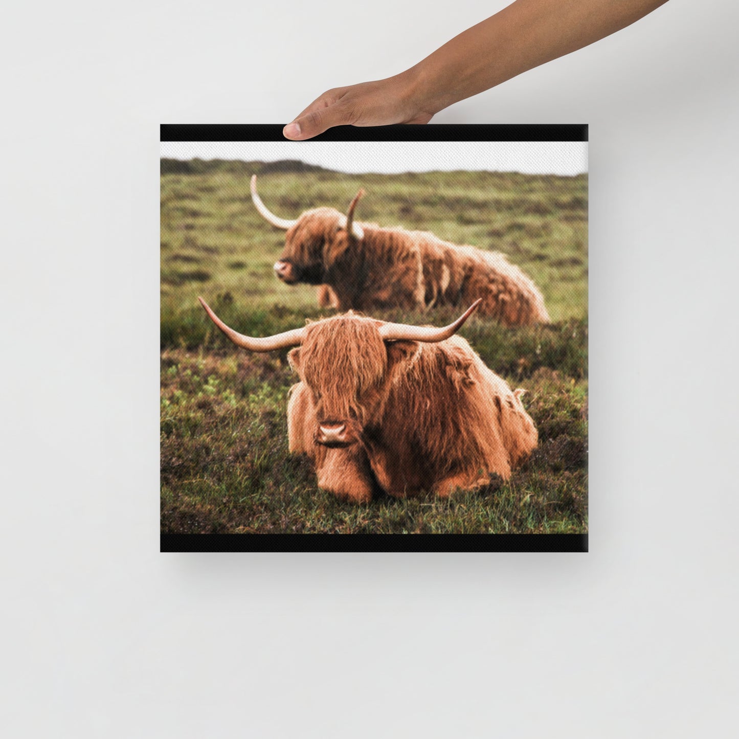 Highland Cows on Canvas