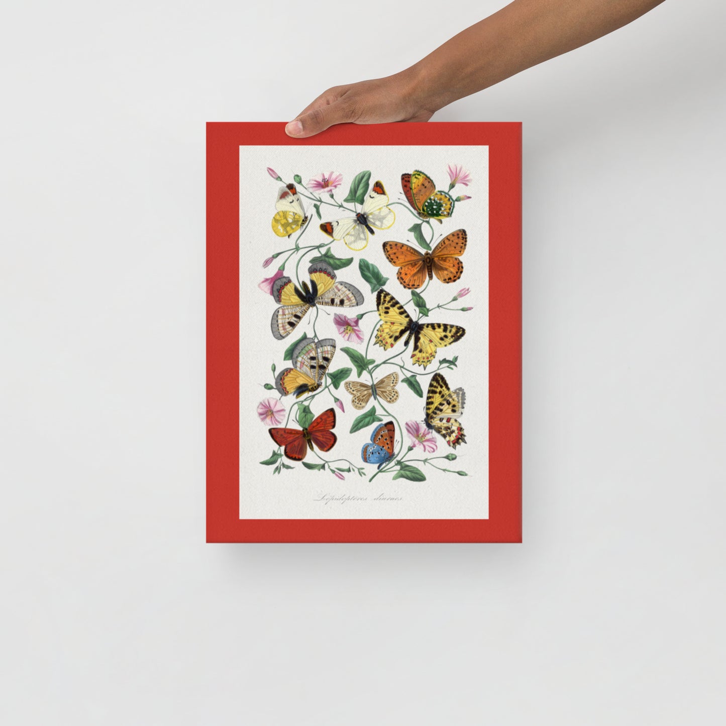 Classic Butterflies on Thin Canvas