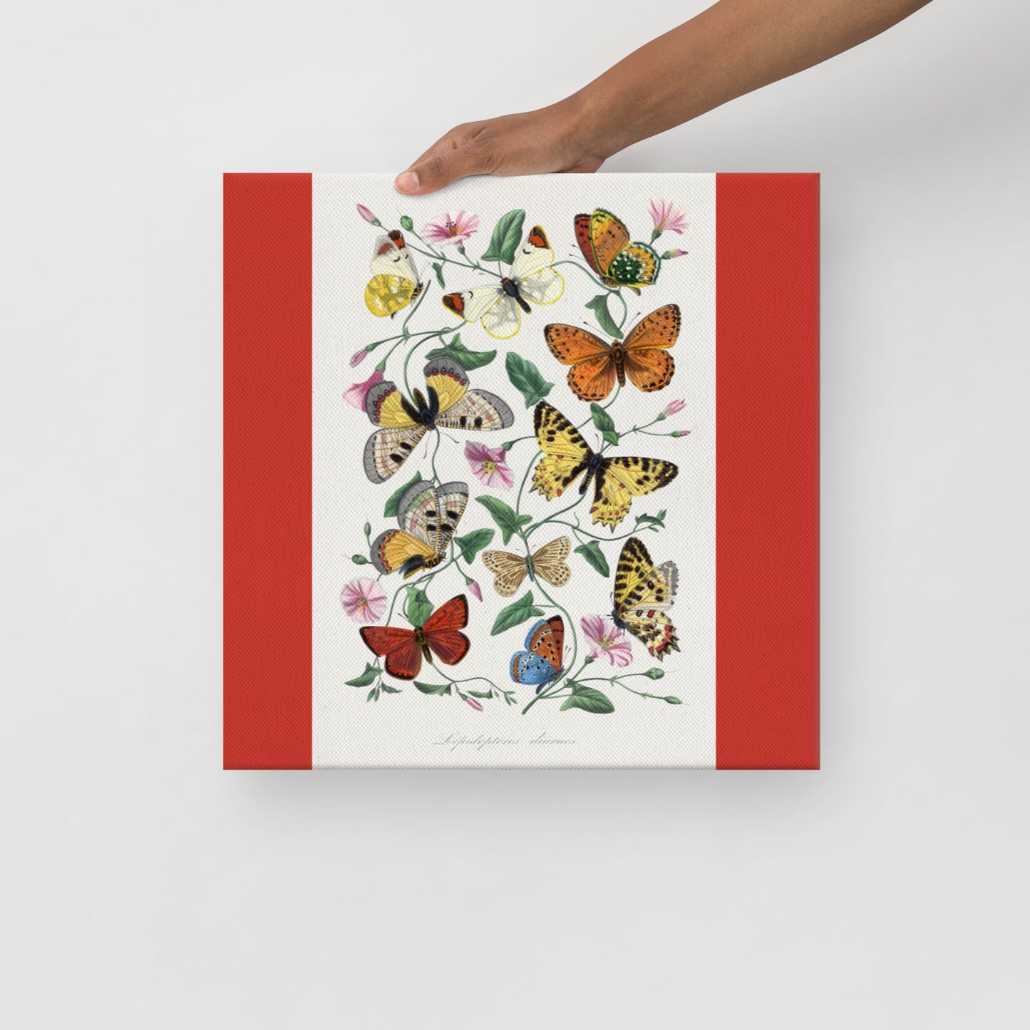 Classic Butterflies on Thin Canvas