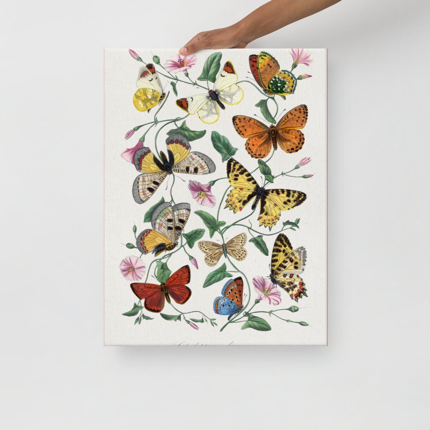 Classic Butterflies on Thin Canvas